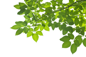 Green Leaves on white background