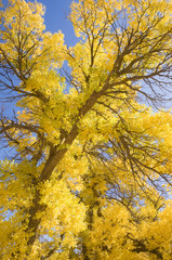 Inner Mongolia, China EJINAQI of Populus euphratica