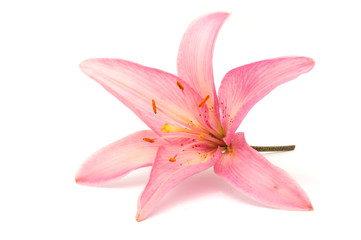 Fototapeta na wymiar Beautiful Pink Lily Isolated on White Background