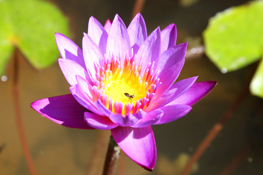 Purple blue lotus flower