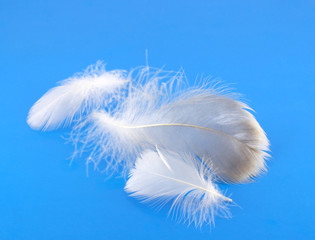 Feathers of pigeon over blue