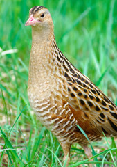 Corncrake Crex crex