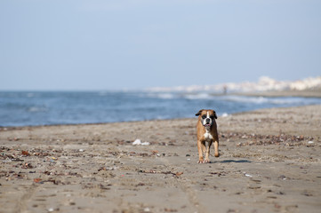 cane che corre sulla spiaggia