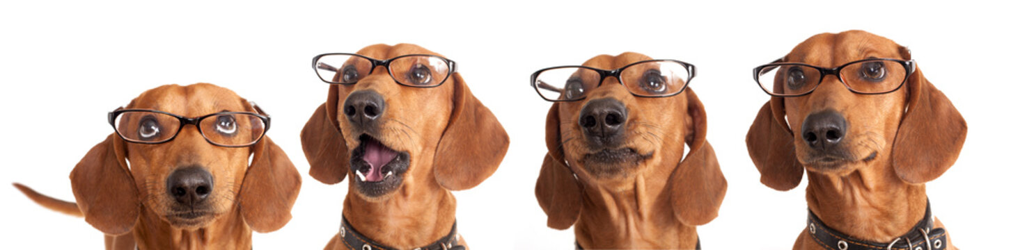 dog Dachshund in glasses close-up