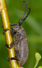 Longhorn Beetle Lamia textor