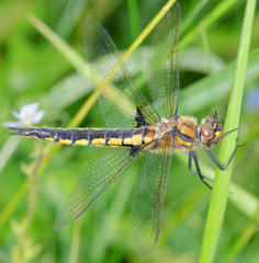 Eurasian Baskettail Epitheca bimaculata