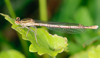 Blue Featherleg Platycnemis pennipes