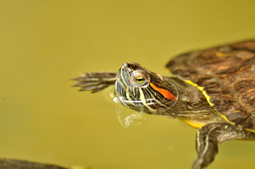 Fototapeta premium turtle on sea