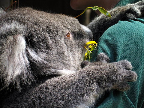 Koala comiendo eucalipto