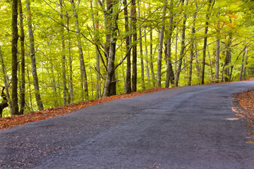 Fototapeta premium Beautiful view over a road in the woods with autumn fall colors.