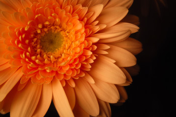 GERBERA SOBRE FONDO NEGRO