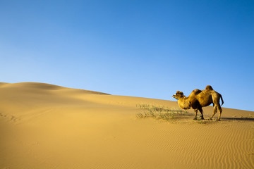 Sand desert ,china
