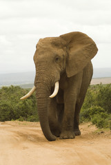 Fototapeta na wymiar Large African bull elephant