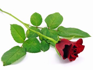 A single red rose on a white back ground