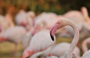 Naklejka premium flamingos
