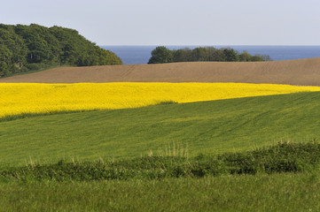 Fototapeta na wymiar Fields and groves near Baltic Sea