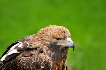 brown eagle