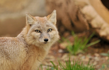 Naklejka na ściany i meble Fox in hunting