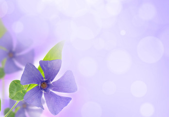 Spring violet flower