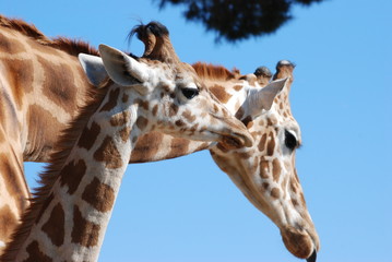 Naklejka premium girafe et girafon