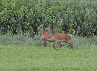 Hind of red deer with young stag