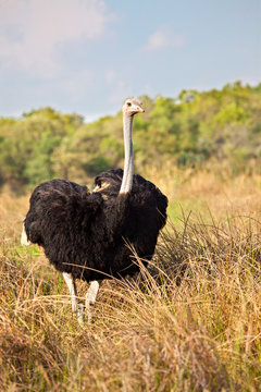 Ostrich male