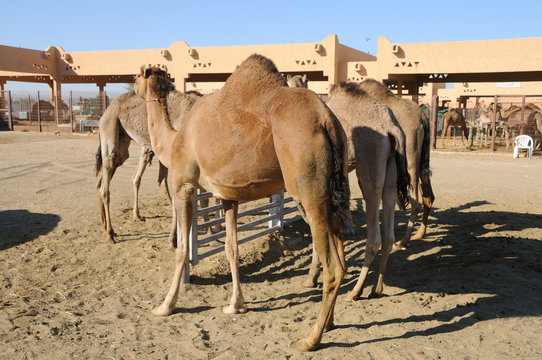 Kamelmarkt in Al Ain, Vereinigte Arabische Emirate