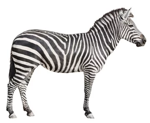 Fotobehang Zebra Gewone Burchell& 39 s Zebra vrouwelijke staande zijaanzicht op wit