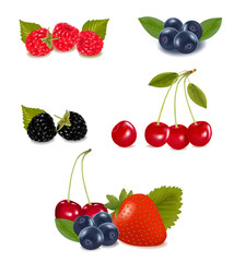 Collection of berry fruits. Vector.