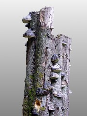 Baum