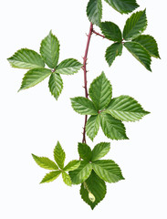 blackberry-leaves