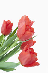 Tulpenstrauß