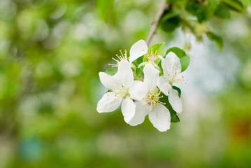 Pear blossoming at warm spring.