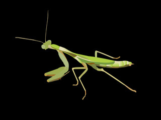 Praying Mantis