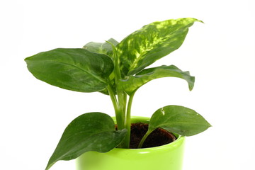 Dieffenbachia