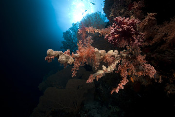 Naklejka na ściany i meble Tropical reef and marine life in the Red Sea.