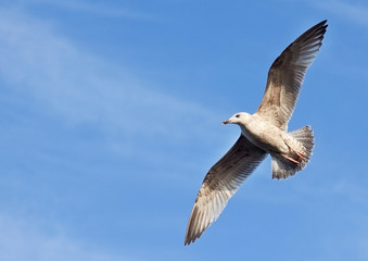 Gull