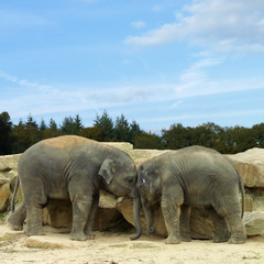 Fototapeta premium Asian Elephants greating each other (Elephas maximus)