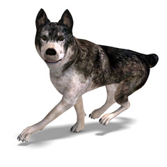 Grey Wolf. 3D rendering with clipping path and shadow over white