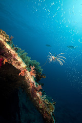 The Dunraven wreck and marine life in the Red Sea.