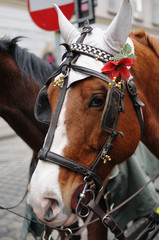 Head of Brown horse