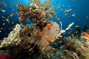 Fototapeta na wymiar The Dunraven wreck and marine life in the Red Sea.