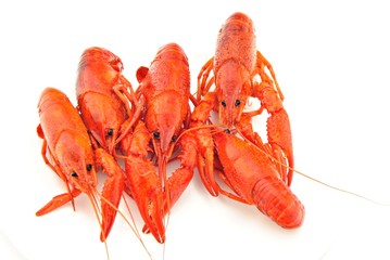 Varios cangrejos de rio