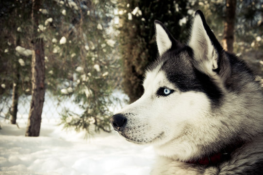 syberian husky