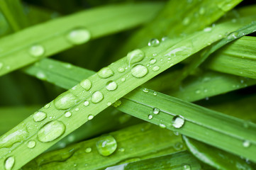 drops on the leaf