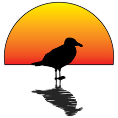 Sunset seagull