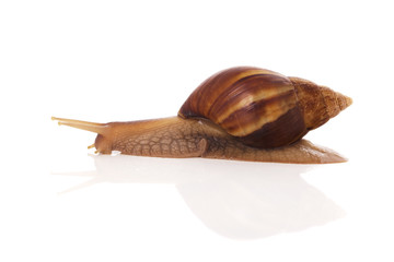Snail on a white background