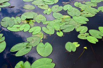 Lotus leaf  in a pond