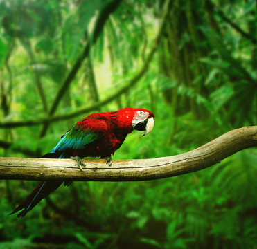 Fototapeta Papuga w dżungli