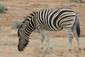 Fototapeta na wymiar Zebry w Etosha